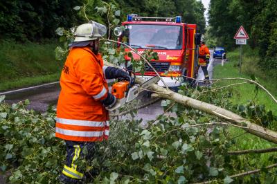 Steinheim-Hoepfigheim: Umgestuerzter Baum blockiert Fahrbahn